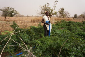 Market Gardening